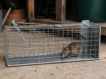 Cage &agrave; rats &agrave; 1 entr&eacute;e (EDX-RATKOOI1)