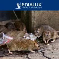 Pi&egrave;ge &agrave; rats quicksnap, promopack 2+1 pcs (EDX-1101078196)