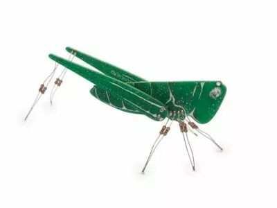 The conehead (WSAK207)