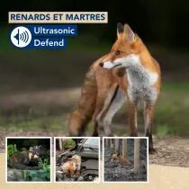Ultrasonic defend - renards et fouines, max. 200m&sup2;, avec flash (EDX-1112000100)
