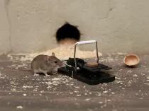 Pi&egrave;ge &agrave; souris parfum&eacute; au chocolat (EDX-1101078037)