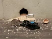 Pi&egrave;ge &agrave; souris parfum&eacute; &agrave; la vanille (EDX-1101003860)