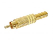 Fiche rca male dore - jaune (CA048Y)