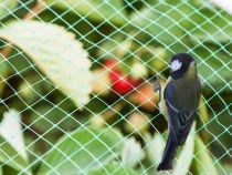 Filet oiseaux 2x10m (GBN210)